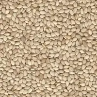 Sesame Seeds