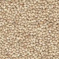 Sesame Seeds 