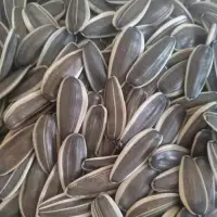 Sunflower Seeds With Shell