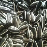601 Sunflower Seeds
