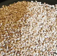 High Quality Sesame At Good Price