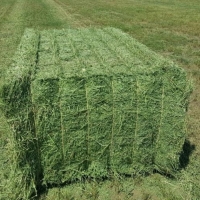 Cheap Alfafa Hay For Sale