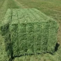 Cheap Alfafa Hay For Sale