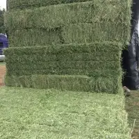 HAY CUBES FOR SALE ALFAFA