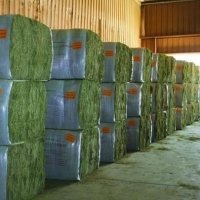 High Quality Alfafa Hay Bales