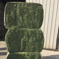 Alfalfa Meal Bales For Sale