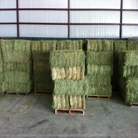 Good Quality Kenyan Alfalfa Hay