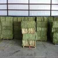 Good Quality Kenyan Alfalfa Hay
