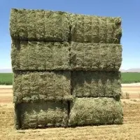 Premium Quality Hay For Sale