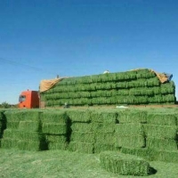 Lucerne Hay/Alfalfa Meal For Animals