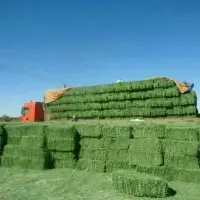 Lucerne Hay/Alfalfa Meal For Animals