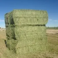 Animal Meal Alfalfa Hay