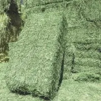 Hay Cubes Premium Quality