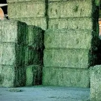 Sun Dried Alfafa Hay