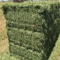 Dehydrated Hay Meal