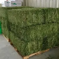 Alfalfa For Sale