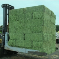 Organic Alfalfa Hay
