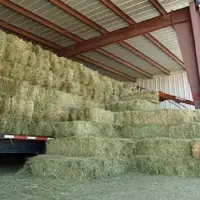 Alfalfa Hay Feed