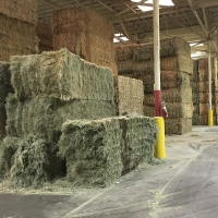 Factory Direct Lucern Hay