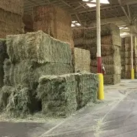Factory Direct Lucern Hay