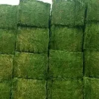 SUPER TOP QUALITY ALFAFA HAY