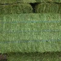 Cheap Alfalfa For Animal