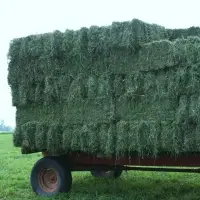 Healty Quality Alfalfa Hay For Sale