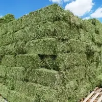 Highest Grade Alfafa Hay