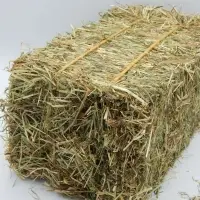 Premium Quality Alfalfa For Feeding