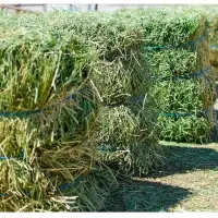 Good Quality Alfalfa 