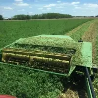 Non Gmo Alfalfa For Sale