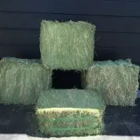 Quality Feeding Stuff Alfalfa