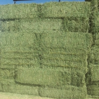 Top Grade Alfalfa