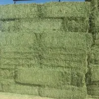 Top Grade Alfalfa