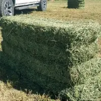 Alfalfa Hay From Hay From Kenya