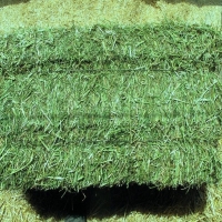 Pure Alfalfa Hay For Sale