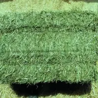 Pure Alfalfa Hay For Sale