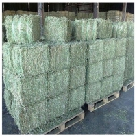 Premium Grade A Alfalfa For Sale
