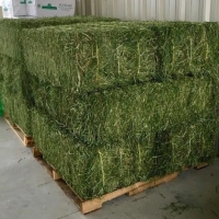 Dairy Standard Hay For Animal