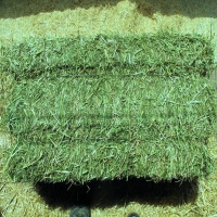 Alfalfa At Good Price