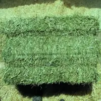 Alfalfa At Good Price