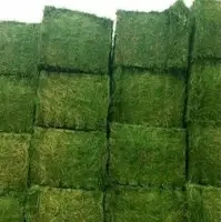 Alfalfa Hay From Hay From Kenya