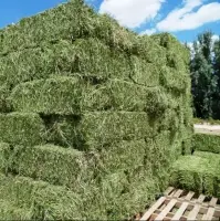 Top Quality Alfalfa Non Gmo