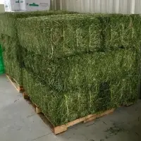 Alfafa For Animal Feeding