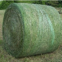Pure Alfafa Hay For Sale