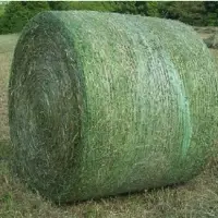 Pure Alfafa Hay For Sale