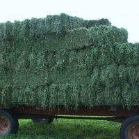 Kenyan Non Gmo Alfalfa Hay