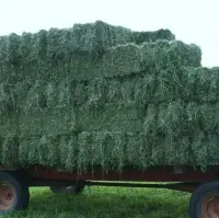 Kenyan Non Gmo Alfalfa Hay
