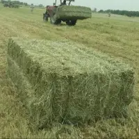 Cheap Pure Alfalfa From Kenya