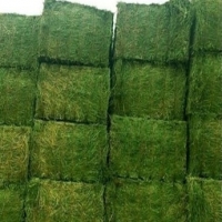 Kenya Grade Alfalfa For Sale